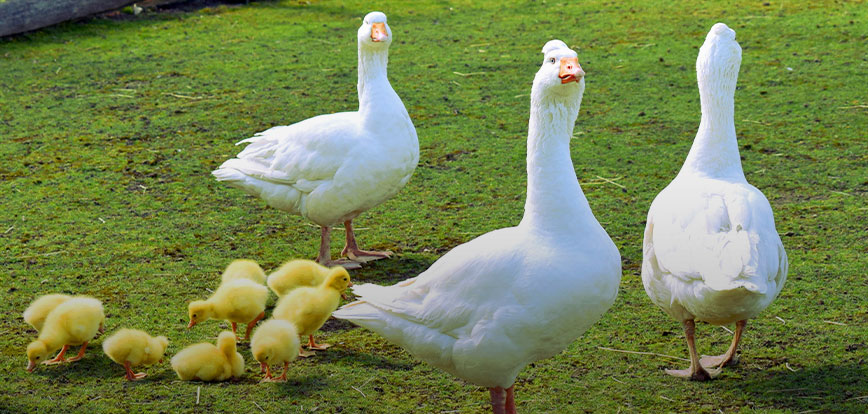 Утка и гусиная размножение