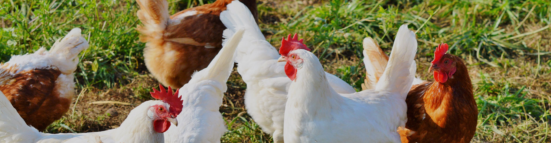 Кормовые добавки для животных, вакцина против свиной чумы для свиней