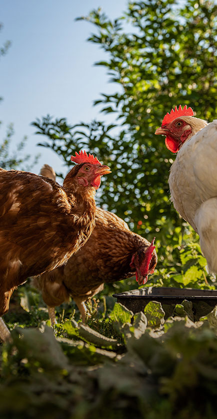 Размножение курицы