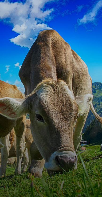 Скотоводство